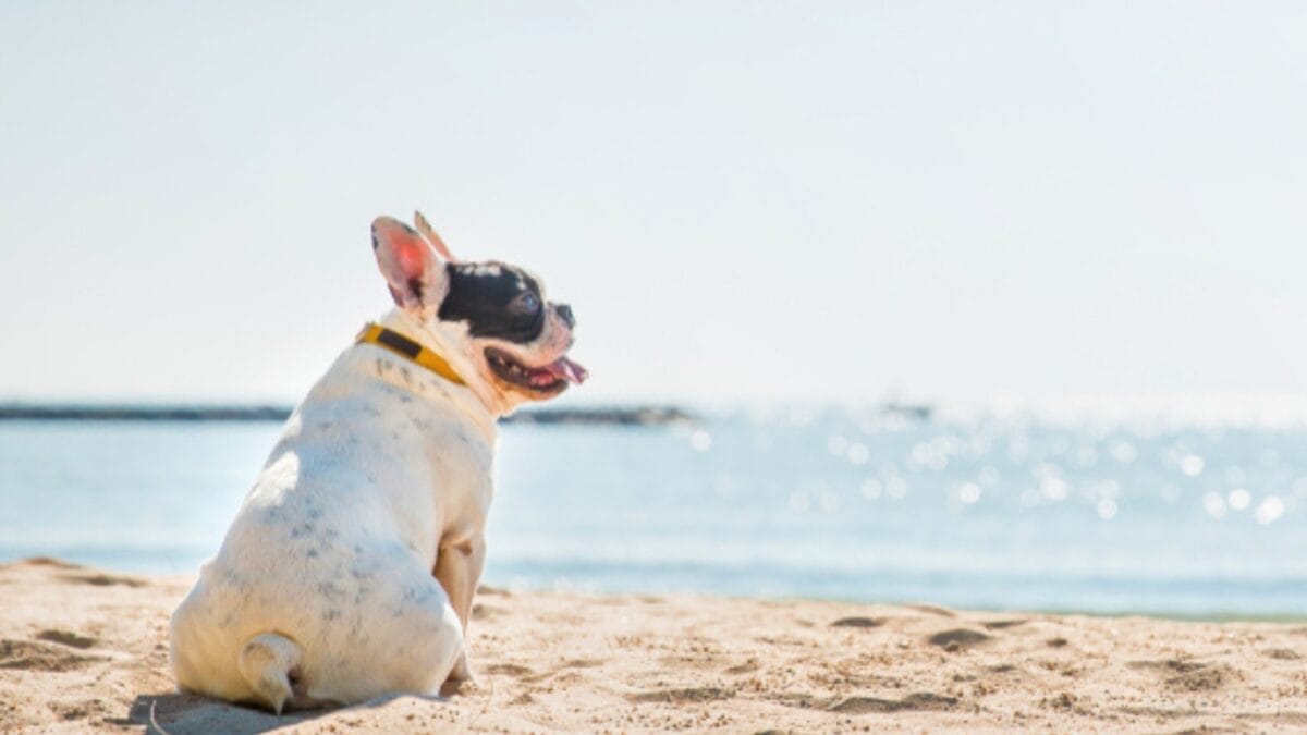 10 Need-to-Know Tips for First-Time Bulldog Owners 10 10 Need-to-Know Tips for First-Time Bulldog Owners - bulldog in water ss1050357011