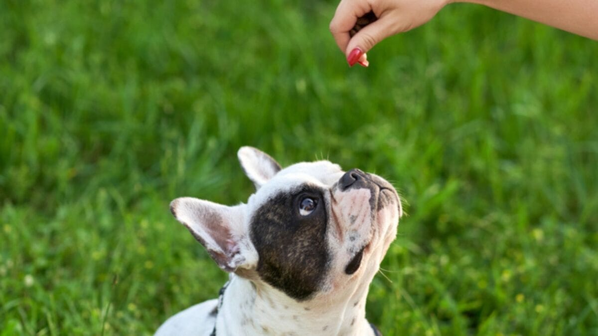 10 Need-to-Know Tips for First-Time Bulldog Owners 9 10 Need-to-Know Tips for First-Time Bulldog Owners - bulldog puppy ss1786823936