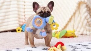 Only Certain Dogs Remember Toy Names After Two Years, Study Finds 1 Only Certain Dogs Remember Toy Names After Two Years, Study Finds - bulldog toys ss2217147513
