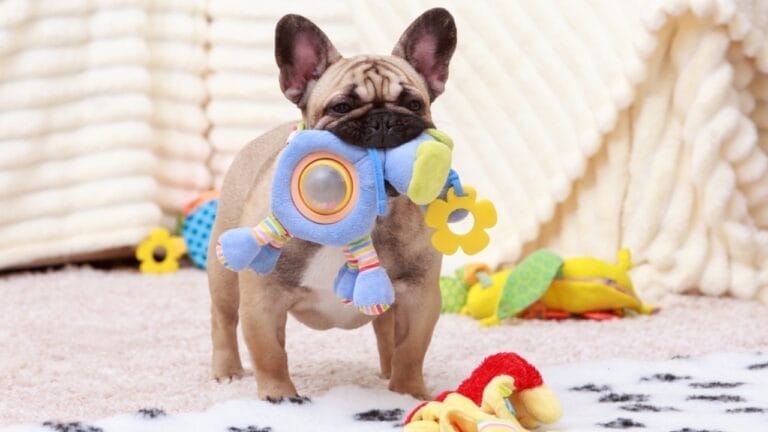 Choosing the Best & Safest Dog Toys for Your Furry Friend 6 Choosing the Best & Safest Dog Toys for Your Furry Friend - bulldog toys ss2217147513