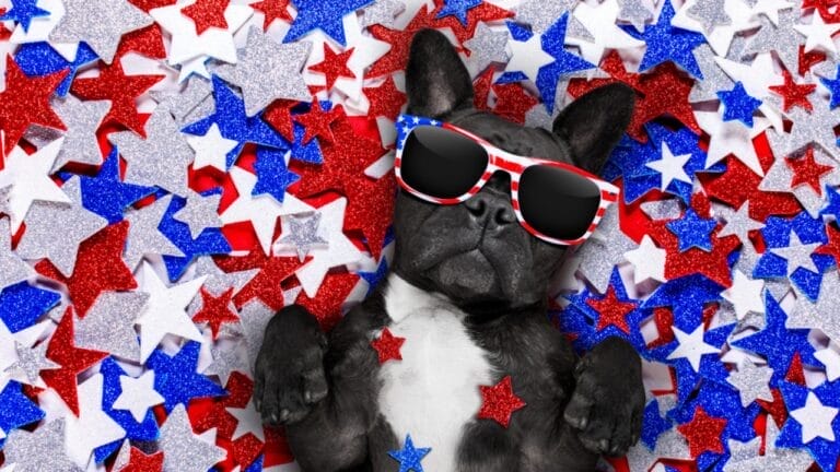 15 American Dog Breeds Born & Bred in the USA: The Underdogs - bulldog usa ss661482256