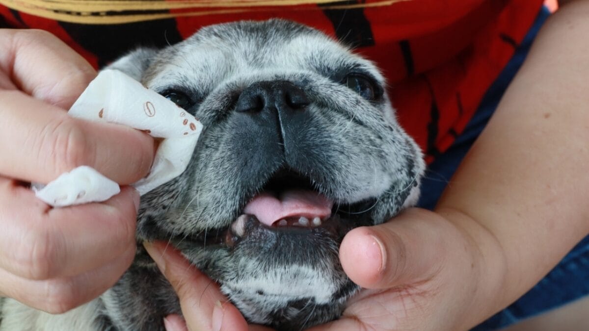 10 Need-to-Know Tips for First-Time Bulldog Owners 11 10 Need-to-Know Tips for First-Time Bulldog Owners - bulldog wiping ss2133404853