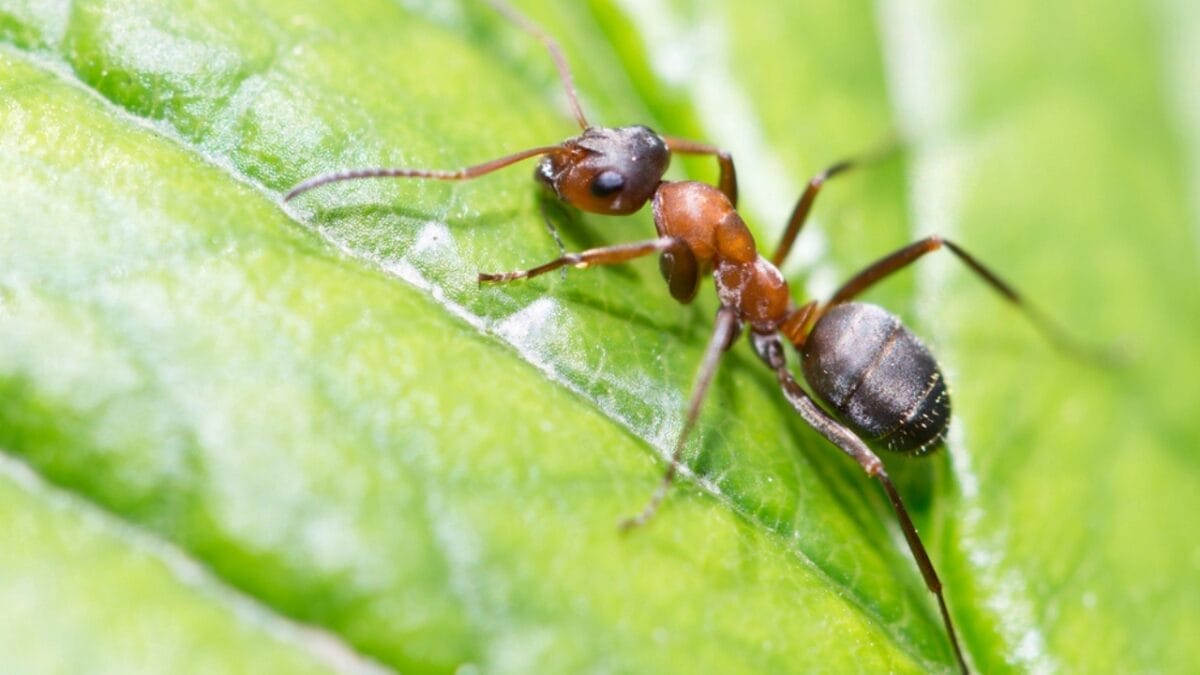 19 Terrifying Creatures That Could Give You Nightmares 13 19 Terrifying Creatures That Could Give You Nightmares - bullet ant dp49657015