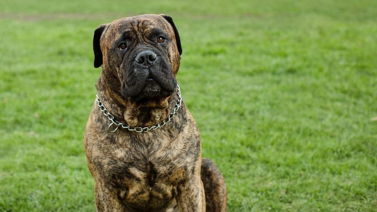 18 Fiercely Loyal Dog Breeds That are Natural Protectors - bullmastiff dog ss228649033
