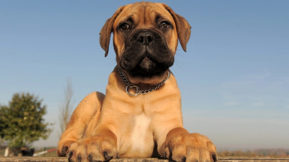 Unleashing the Mastiff: 10 Facts About the Dog Breed That Once Fought Lions 10 Unleashing the Mastiff: 10 Facts About the Dog Breed That Once Fought Lions - bullmastiff dog face sitting dp10856447