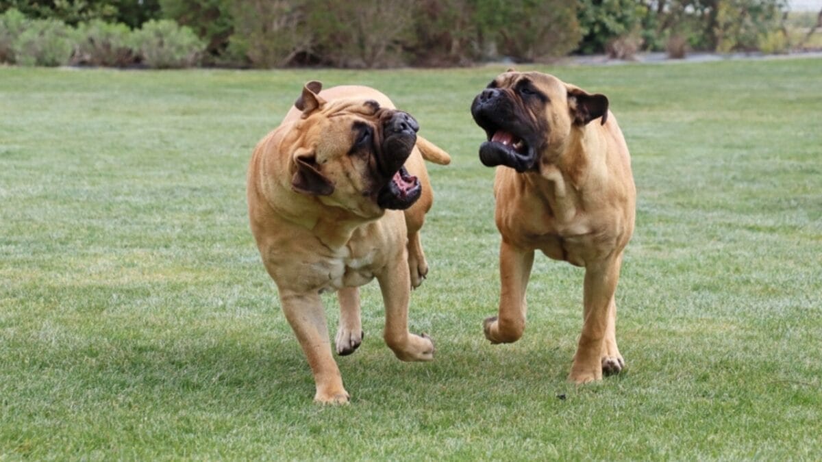 Unleashing the Mastiff: 10 Facts About the Dog Breed That Once Fought Lions 4 Unleashing the Mastiff: 10 Facts About the Dog Breed That Once Fought Lions - bullmastiff dog playing running ss2314380411