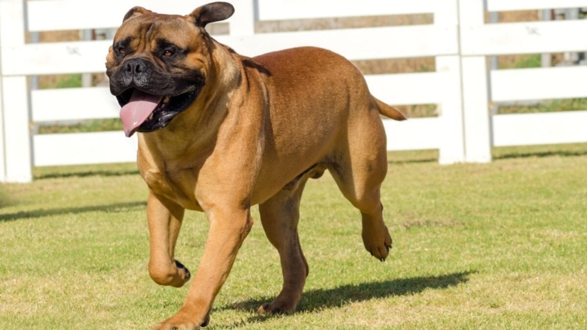 25 Dogs Who Handle Time Alone Like Pros 20 25 Dogs Who Handle Time Alone Like Pros - bullmastiff dog running dp54375375