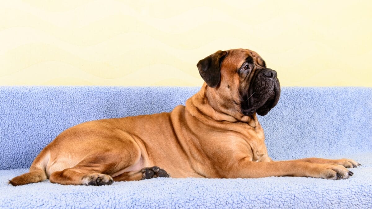 16 Mastiff Breeds That Prove Big Dogs Have Bigger Hearts - bullmastiff dog sitting couch dp254818578
