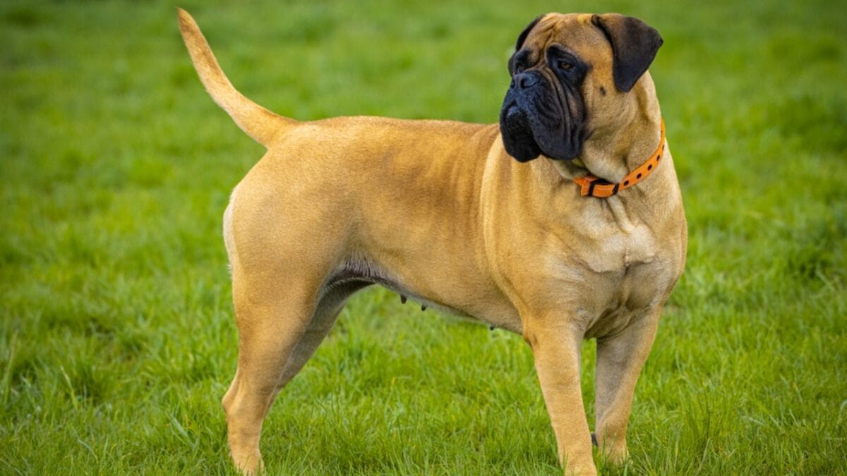 15 Dog Breeds That Sound Great...Until Owners Experience the Reality 10 15 Dog Breeds That Sound Great...Until Owners Experience the Reality - bullmastiff dog standing grass ss1967106727