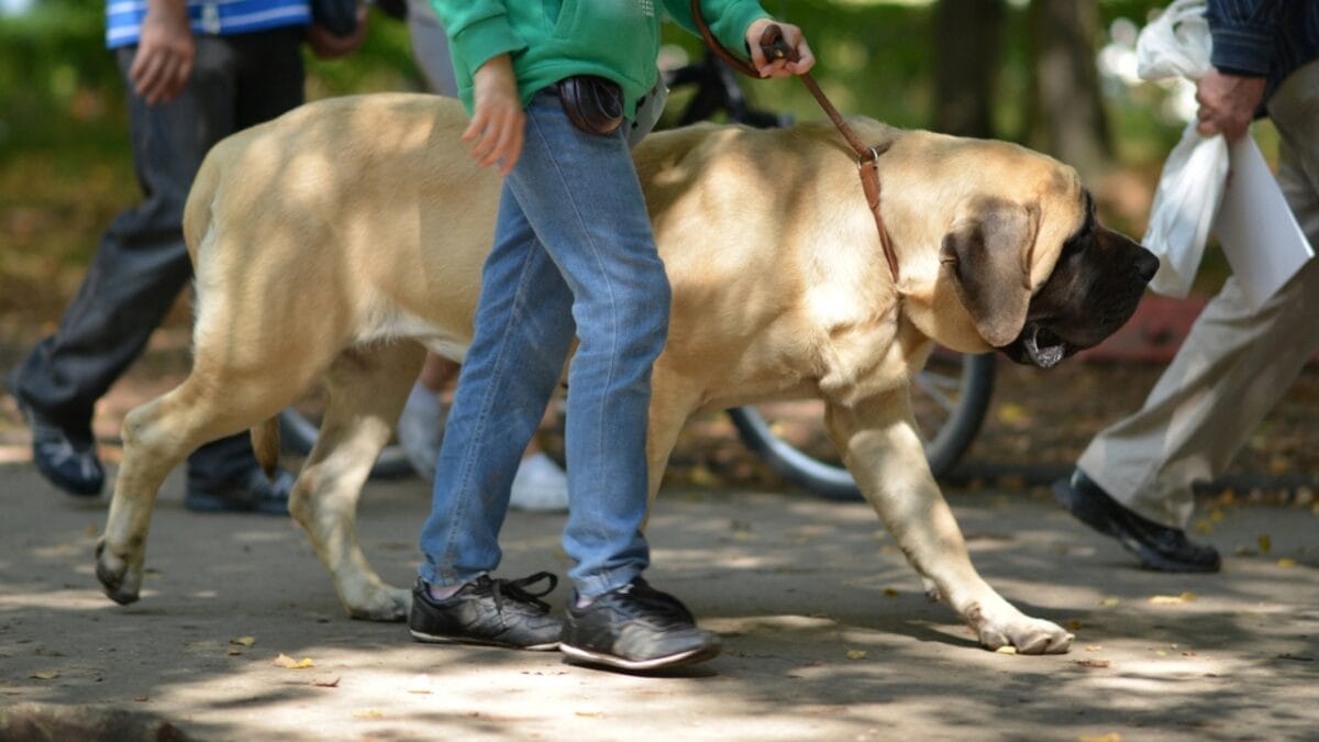 Unleashing the Mastiff: 10 Facts About the Dog Breed That Once Fought Lions 9 Unleashing the Mastiff: 10 Facts About the Dog Breed That Once Fought Lions - bullmastiff dog walking leash dp31632685