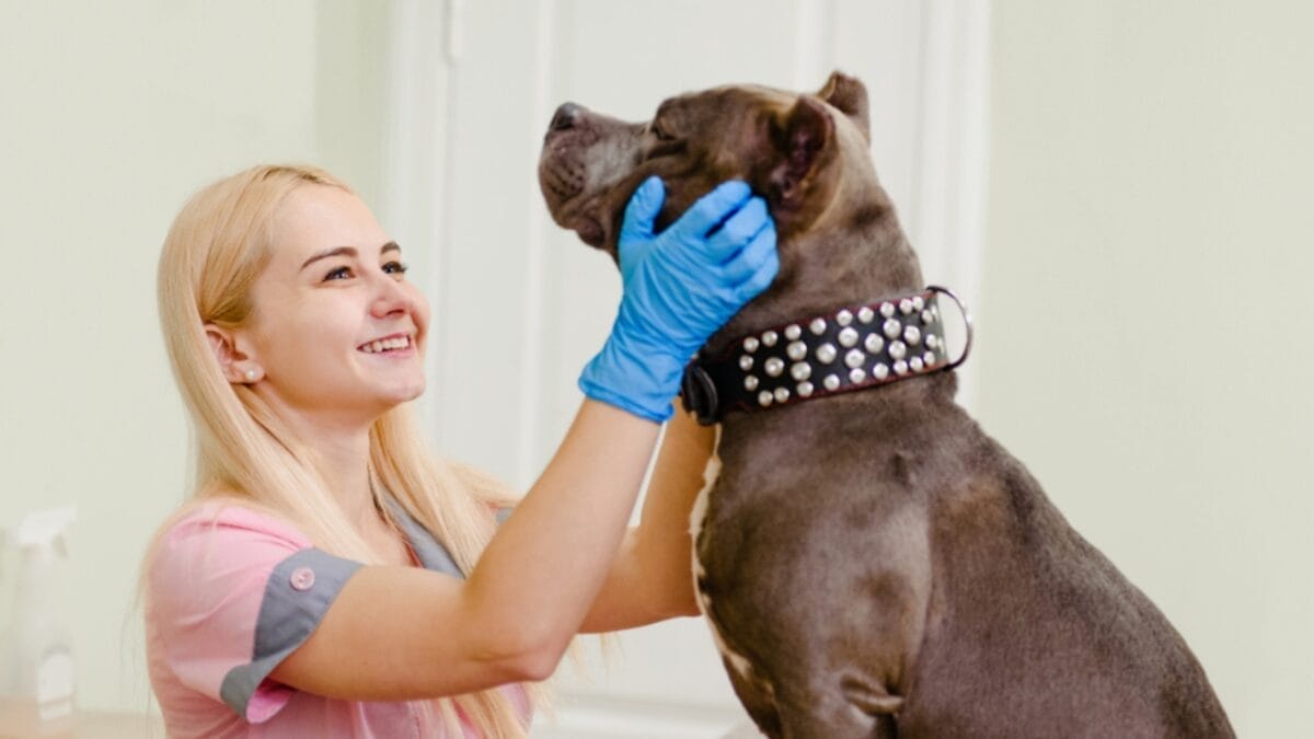 15 Hidden Costs of Pet Ownership Every Pet Parent Should Know 15 15 Hidden Costs of Pet Ownership Every Pet Parent Should Know - bully in veterinary ss1451198273