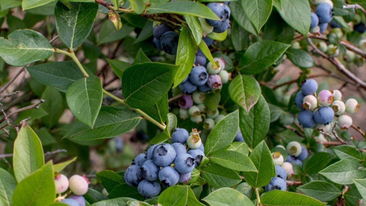 8 Easy Steps to Growing Blueberries in Your Garden 7 8 Easy Steps to Growing Blueberries in Your Garden - bushes of blueberry dp310414702
