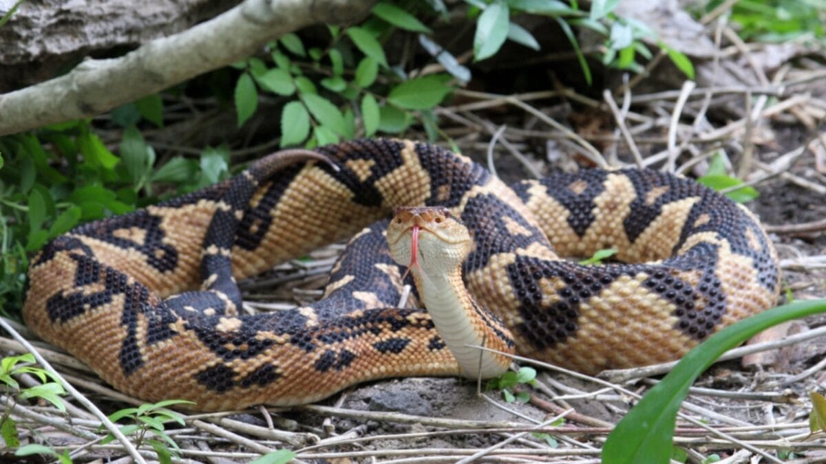 The 12 Largest Venomous Snakes in Nature’s Deadly Arsenal 4 The 12 Largest Venomous Snakes in Nature’s Deadly Arsenal - bushmaster snake ss1099055636