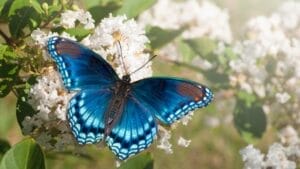 15 of the World's Most Enchanting & Vibrant Butterflies 1 15 of the World's Most Enchanting & Vibrant Butterflies - butterfly dp64338999