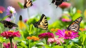 Attract Butterflies to Your Yard with These 6 Irresistible Colors 1 Attract Butterflies to Your Yard with These 6 Irresistible Colors - butterfly in garden ss2151557609