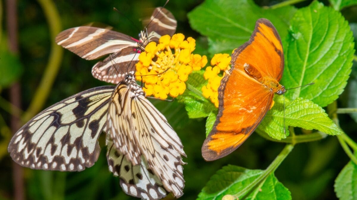 15 of the World's Most Enchanting & Vibrant Butterflies 18 15 of the World's Most Enchanting & Vibrant Butterflies - butterfly species dp706512548