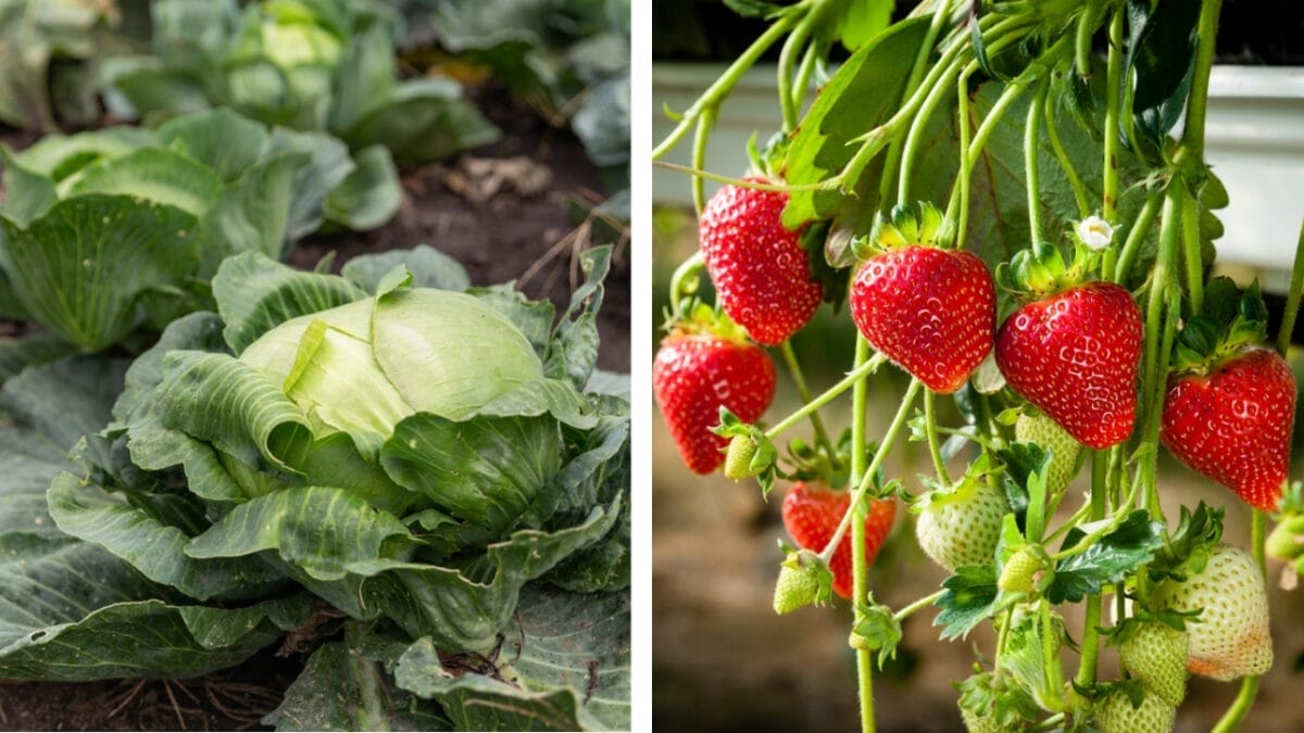 11 Plants You Should Never Grow Together 5 11 Plants You Should Never Grow Together - cabbage and strawberries dp369812560 86906320 3