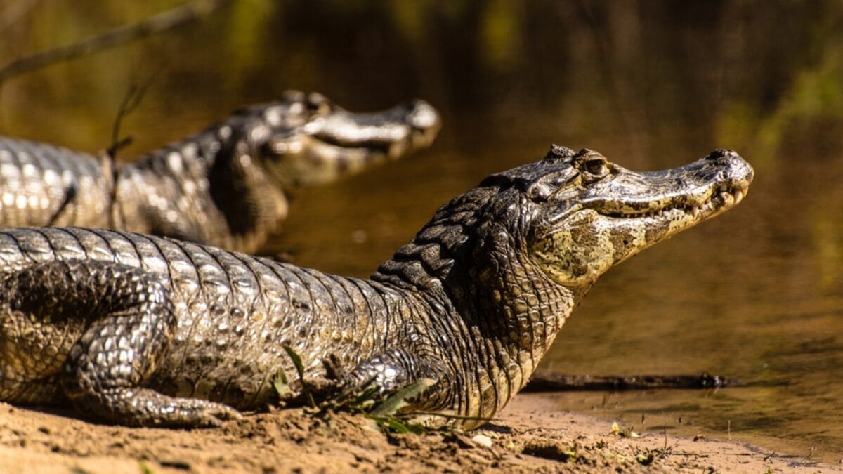 10 Largest Alligator Species Ever Recorded 11 10 Largest Alligator Species Ever Recorded - caiman yacare ss667555399