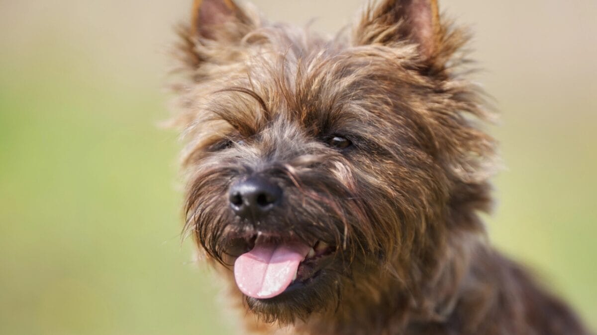 Made Famous by Toto: 10 Facts About Cairn Terriers You Should Know 11 Made Famous by Toto: 10 Facts About Cairn Terriers You Should Know - cairn dog face closeup tongue dp73803057