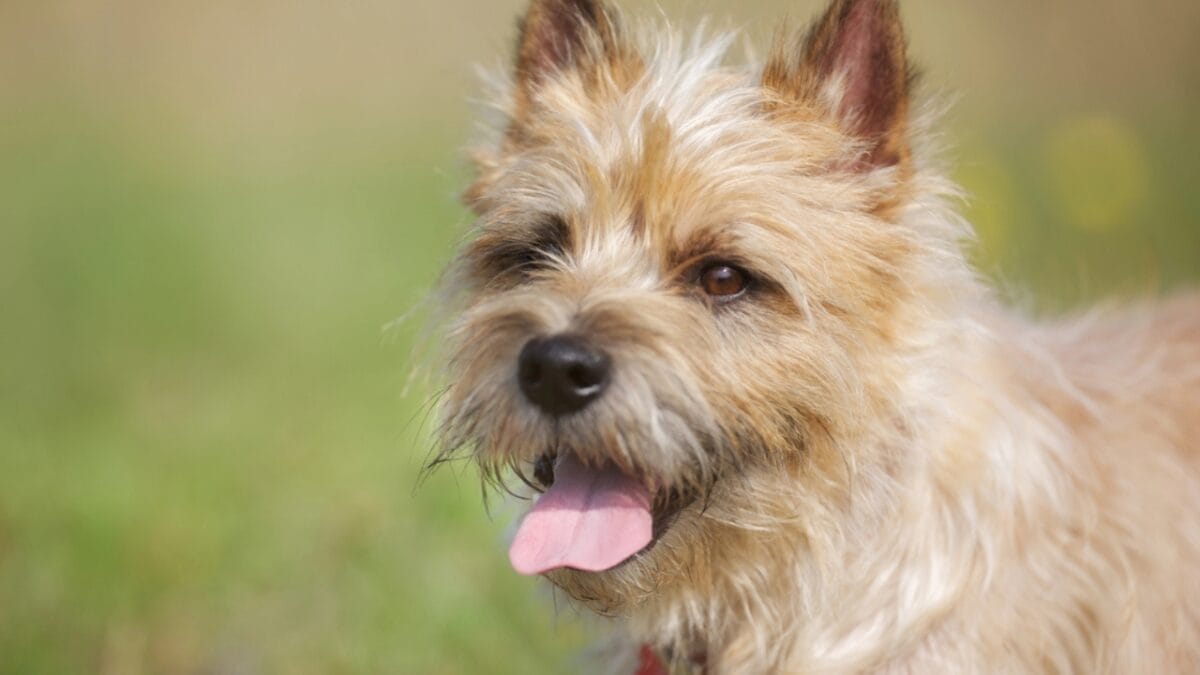 Made Famous by Toto: 10 Facts About Cairn Terriers You Should Know 2 Made Famous by Toto: 10 Facts About Cairn Terriers You Should Know - cairn dog face side dp54247003
