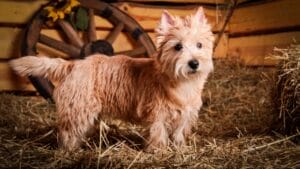 Made Famous by Toto: 10 Facts About Cairn Terriers You Should Know 1 Made Famous by Toto: 10 Facts About Cairn Terriers You Should Know - cairn dog hay dp55821225