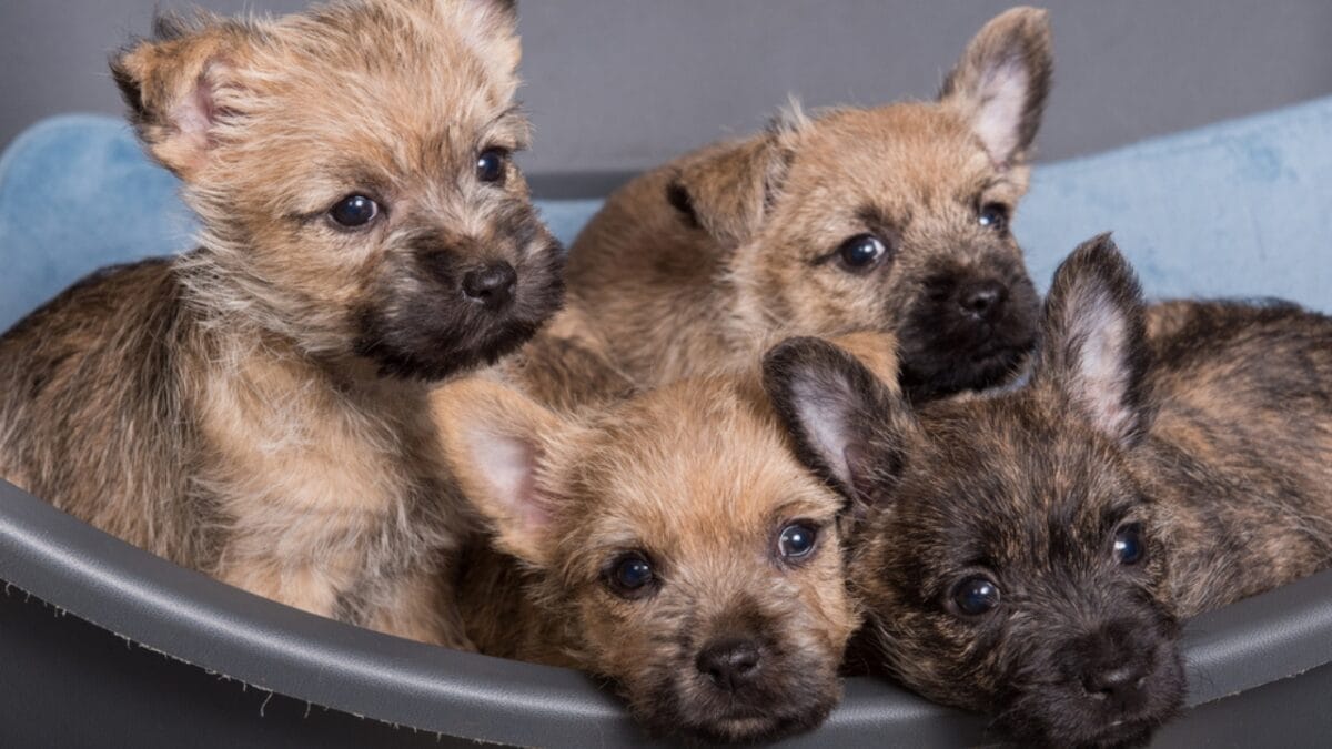 Made Famous by Toto: 10 Facts About Cairn Terriers You Should Know 3 Made Famous by Toto: 10 Facts About Cairn Terriers You Should Know - cairn dog puppy group dp355440686