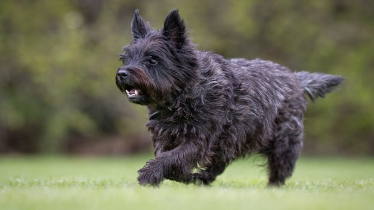 Made Famous by Toto: 10 Facts About Cairn Terriers You Should Know 6 Made Famous by Toto: 10 Facts About Cairn Terriers You Should Know - cairn dog running dp151346938