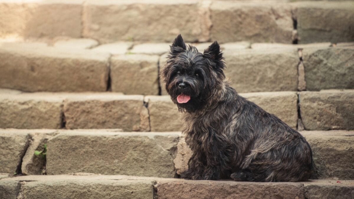 35 Fun Ways to Keep Your Dog Entertained Indoors - cairn dog stairs dp63508807