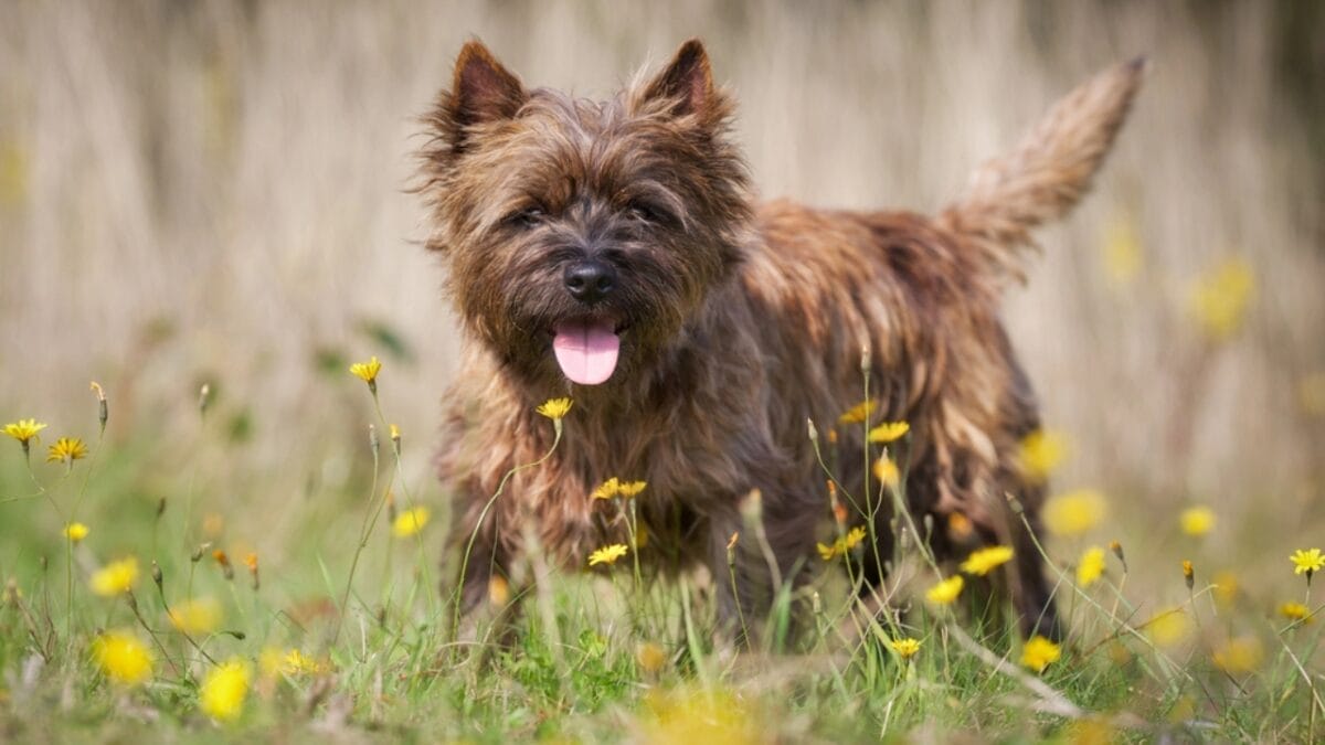 Made Famous by Toto: 10 Facts About Cairn Terriers You Should Know 5 Made Famous by Toto: 10 Facts About Cairn Terriers You Should Know - cairn dog standing flowers dp54247009