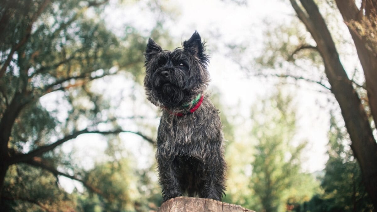 Made Famous by Toto: 10 Facts About Cairn Terriers You Should Know 9 Made Famous by Toto: 10 Facts About Cairn Terriers You Should Know - cairn dog standing rock dp63509079