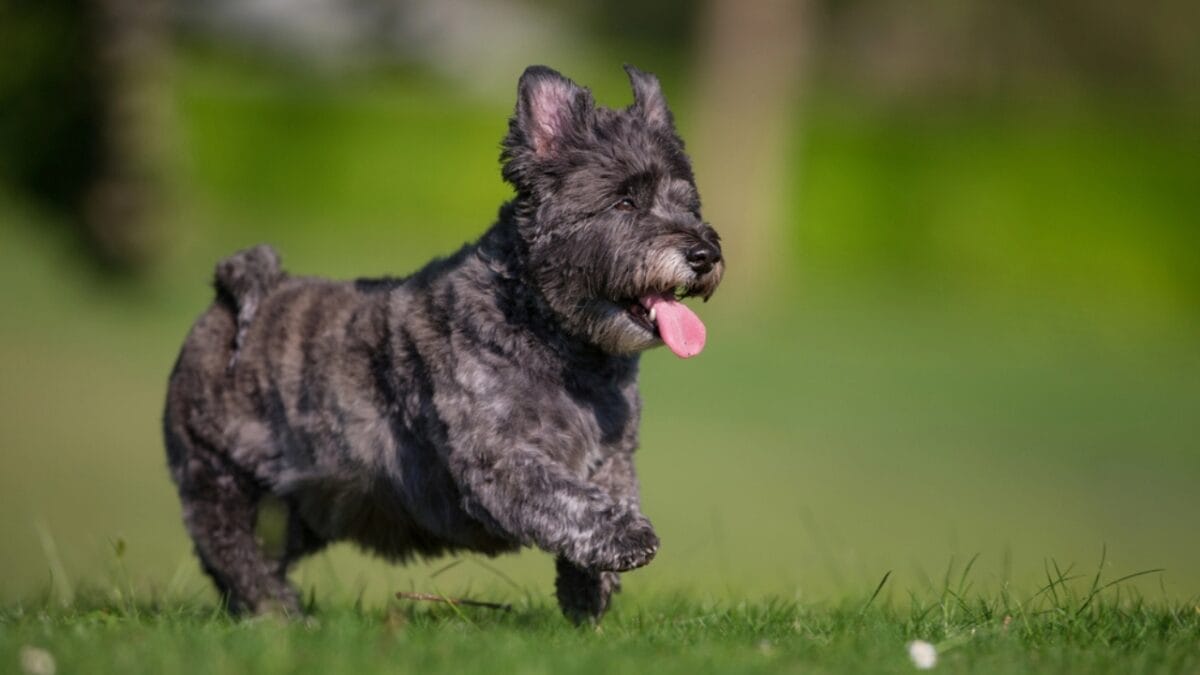 Made Famous by Toto: 10 Facts About Cairn Terriers You Should Know 8 Made Famous by Toto: 10 Facts About Cairn Terriers You Should Know - cairn dog walking grass tongue dp186307634
