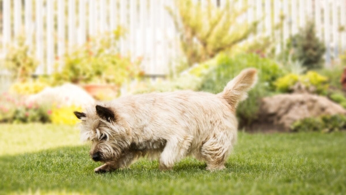 12 Dog Breeds That Might Turn Your Yard into a Dig Site 12 12 Dog Breeds That Might Turn Your Yard into a Dig Site - cairn terrier ss2262374033