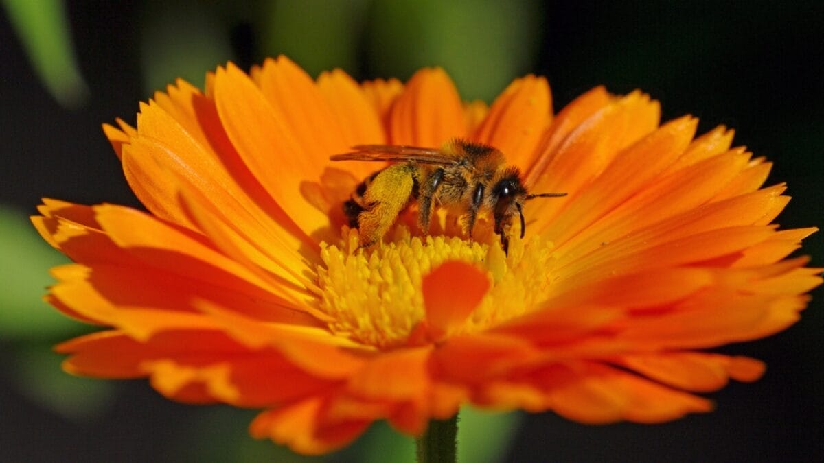 Growing This Edible Flower Brings Bees & Beauty to Your Garden 4 Growing This Edible Flower Brings Bees & Beauty to Your Garden - calendula flower with bee ss1483166597