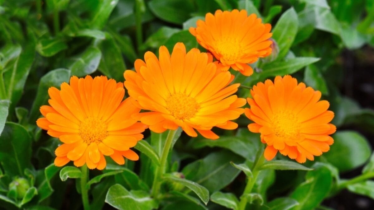 Healing in Your Backyard: 15 Medicinal Plants to Grow - calendula flowers with leaves ss2271804589