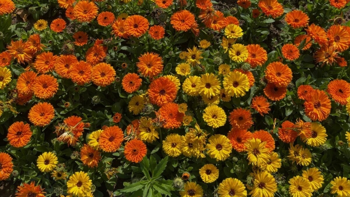 15 Medicinal Plants to Grow at Home for Everyday Use - calendula garden flowers ss2283729005