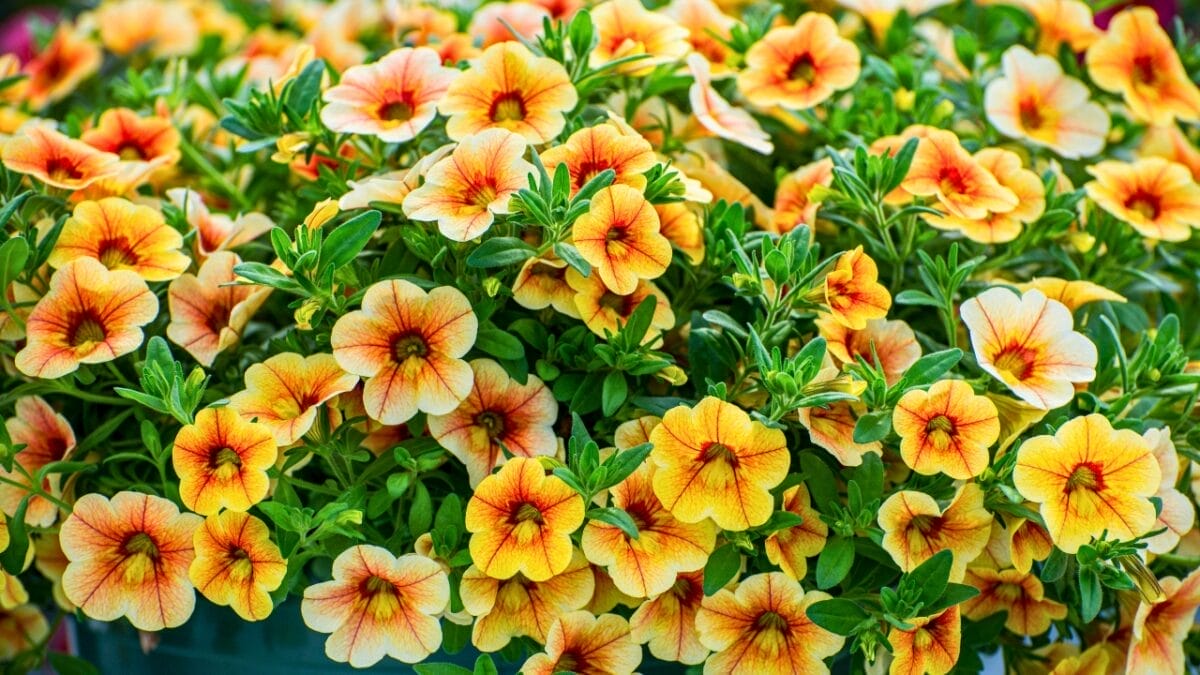 Attract Hummingbirds to Your Hanging Baskets with These 10 Low-Key Flowers - calibrachoa ss1901425087