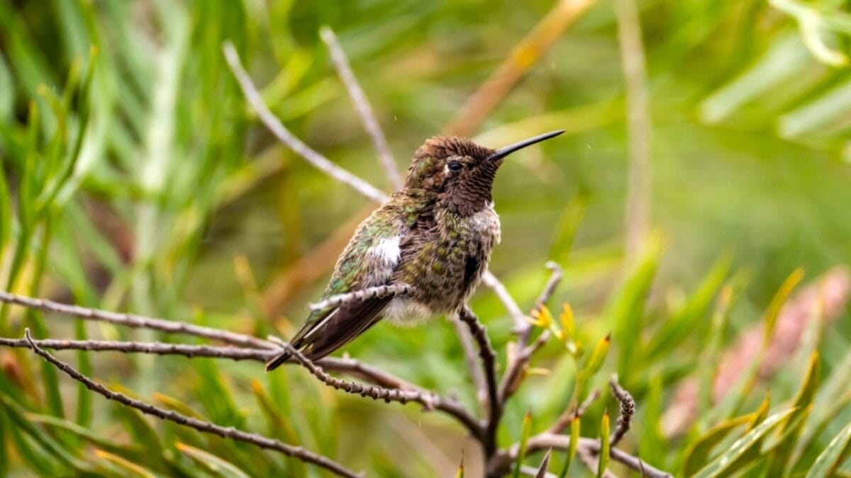 This Red Flowering Plant Is a Hummingbird Magnet 4 This Red Flowering Plant Is a Hummingbird Magnet - california annas hummingbird ss2335188143