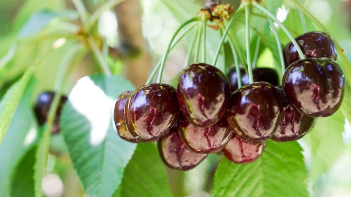 EWG’s 2024 Fruit & Veggie Dirty Dozen (Highest in Pesticides) & Clean 15 Lists - california cherries ss1098165245