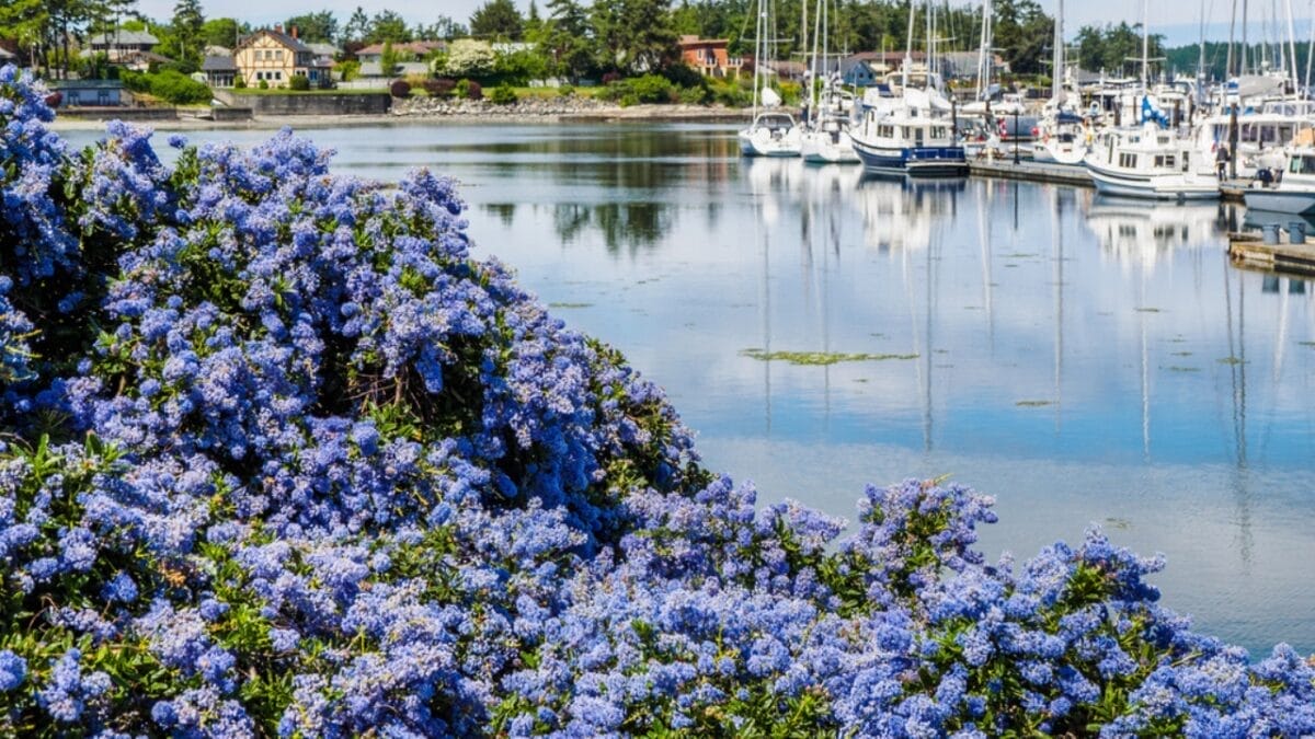 Transform Your Yard with the Trending California Lilac 4 Transform Your Yard with the Trending California Lilac - california lilac by river dp256097294