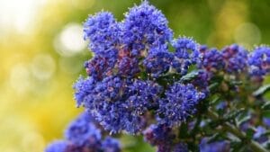 Transform Your Yard with the Trending California Lilac 1 Transform Your Yard with the Trending California Lilac - california lilac flowers dp442486162