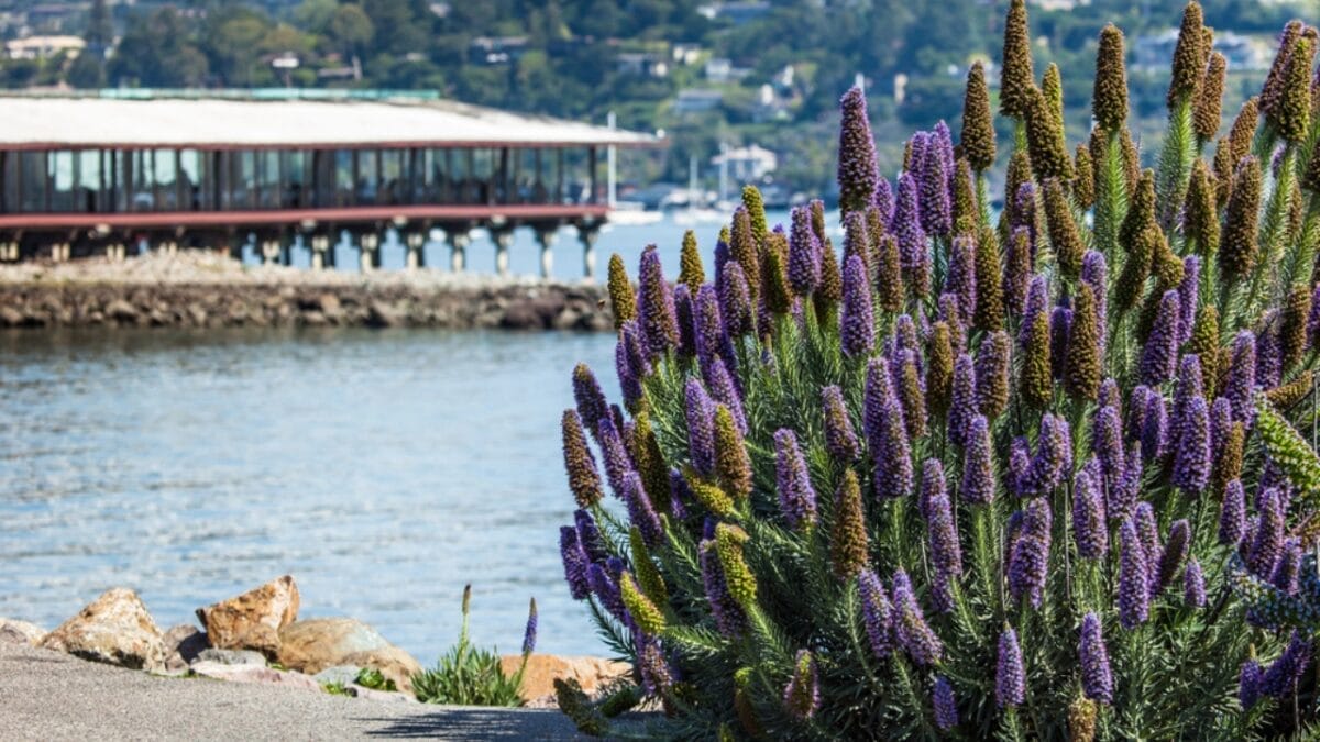 Transform Your Yard with the Trending California Lilac 6 Transform Your Yard with the Trending California Lilac - california lilac rock dp52723855