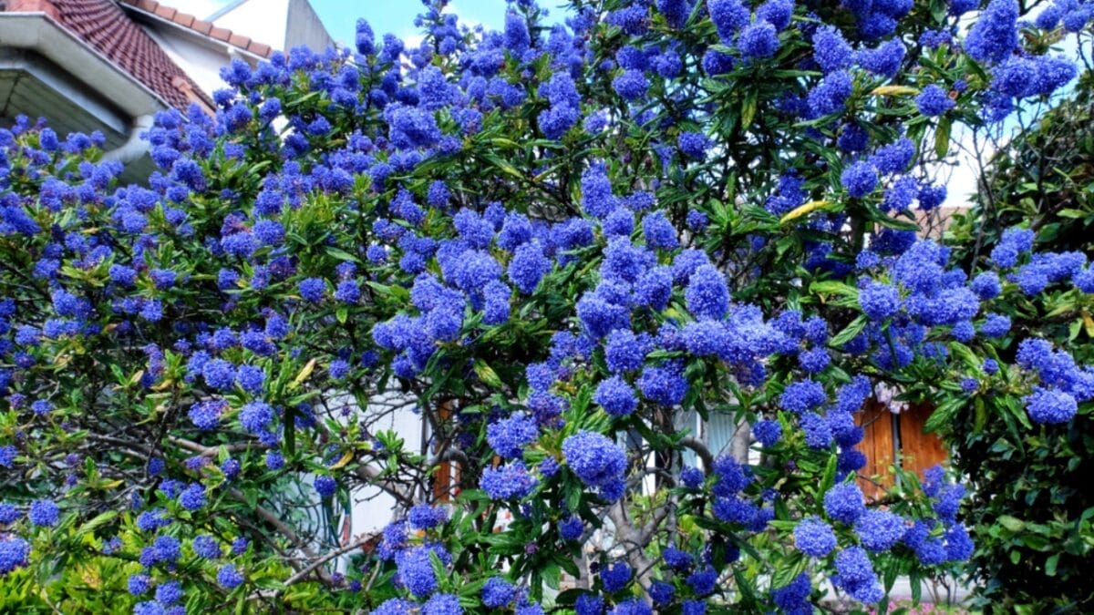 Small, Drought-Tolerant Trees: 15 Non-Invasive Picks for Your Yard - california lilac trees dp163935206