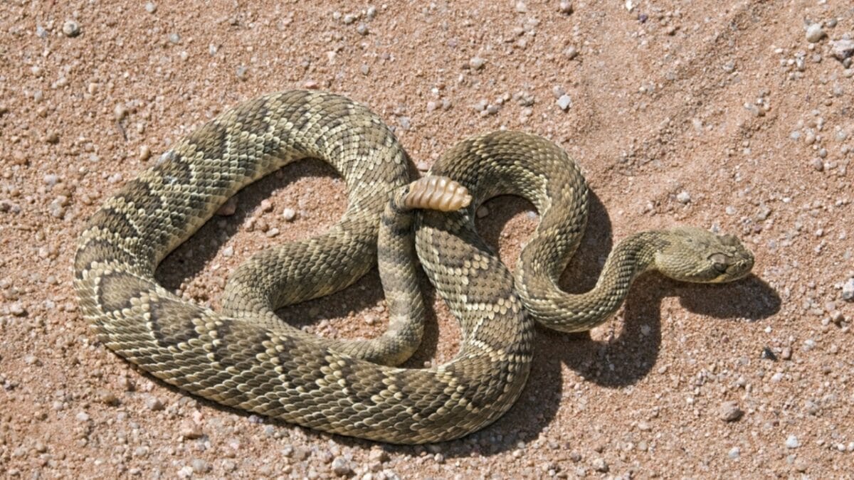 5 States Where Over 7,000 Venomous Snake Bites Happen Every Year - california ss173455667