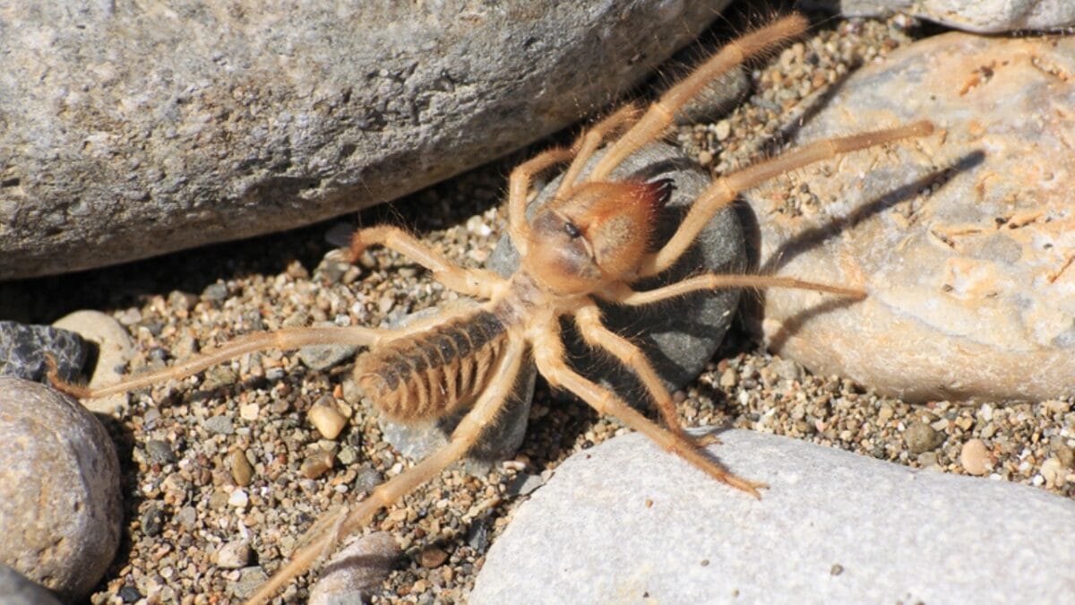 12 Colossal Spiders that Actually Exist in Real Life 12 12 Colossal Spiders that Actually Exist in Real Life - camel spider dp18211889