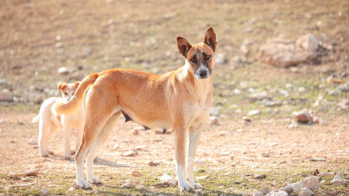 These Dogs are Often Unknown & Underrated: 10 Reasons Why You Should Consider Getting One 2 These Dogs are Often Unknown & Underrated: 10 Reasons Why You Should Consider Getting One - canaan dog ancient ss1718867074