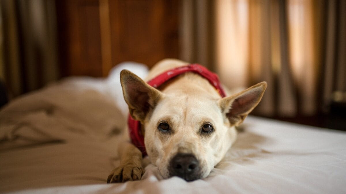 These Dogs are Often Unknown & Underrated: 10 Reasons Why You Should Consider Getting One 5 These Dogs are Often Unknown & Underrated: 10 Reasons Why You Should Consider Getting One - canaan dog in room ss1363188611