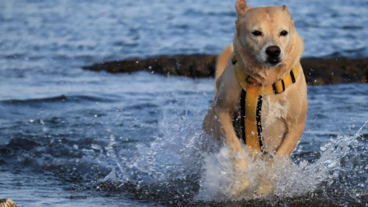 These Dogs are Often Unknown & Underrated: 10 Reasons Why You Should Consider Getting One 10 These Dogs are Often Unknown & Underrated: 10 Reasons Why You Should Consider Getting One - canaan dog in water ss2373720863