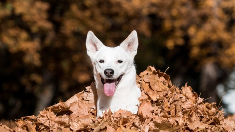 These Dogs are Often Unknown & Underrated: 10 Reasons Why You Should Consider Getting One 2 These Dogs are Often Unknown & Underrated: 10 Reasons Why You Should Consider Getting One - canaan dog lifespan ss765425980