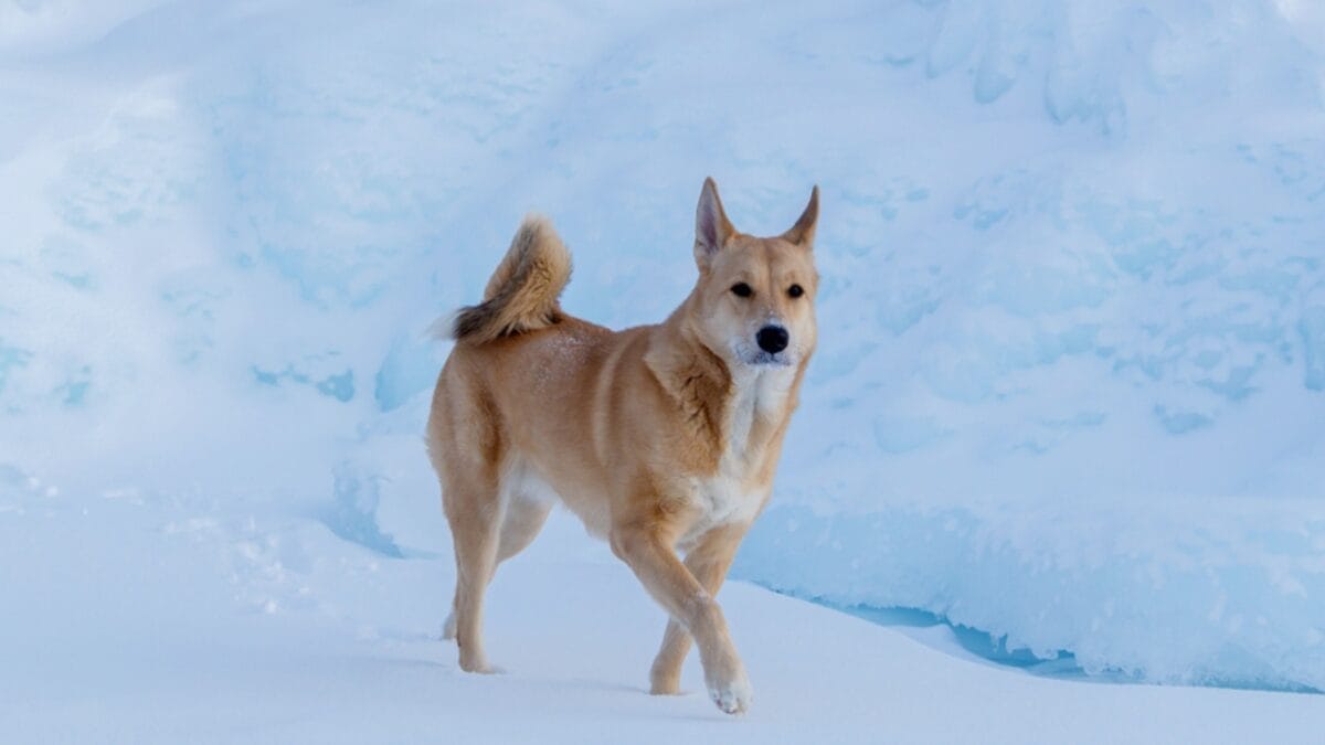 Meet 20 Adorable Dog Breeds with Pointy Ears & Unique Personalities 15 Meet 20 Adorable Dog Breeds with Pointy Ears & Unique Personalities - canaan dog rare ss1919538833