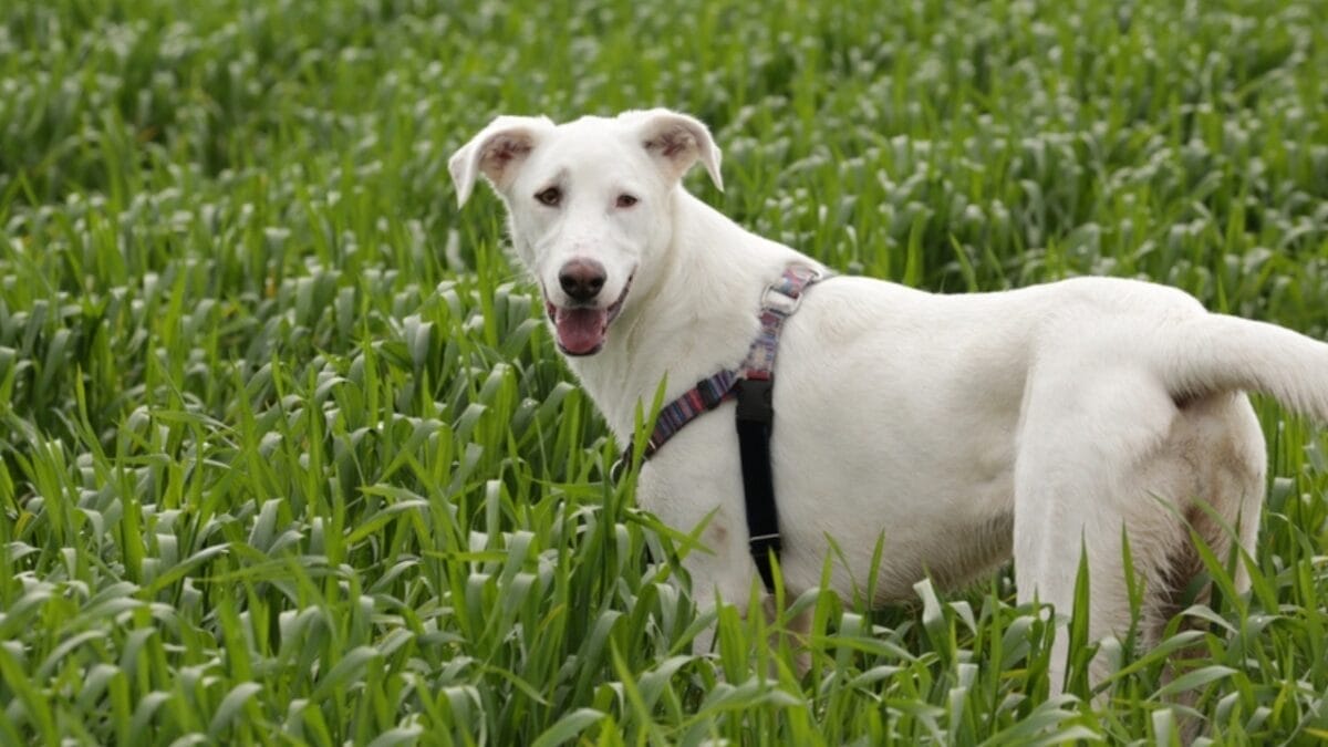 15 Overlooked Dog Breeds That are Smarter Than They Seem - canaan dog ss2275957079